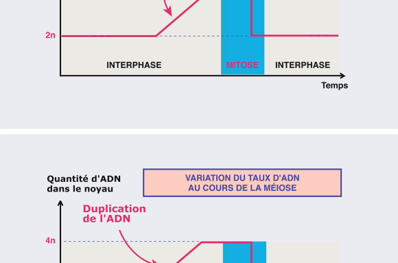 Comparaison de la variation des taux d'ADN (mitose et méiose) - infographie